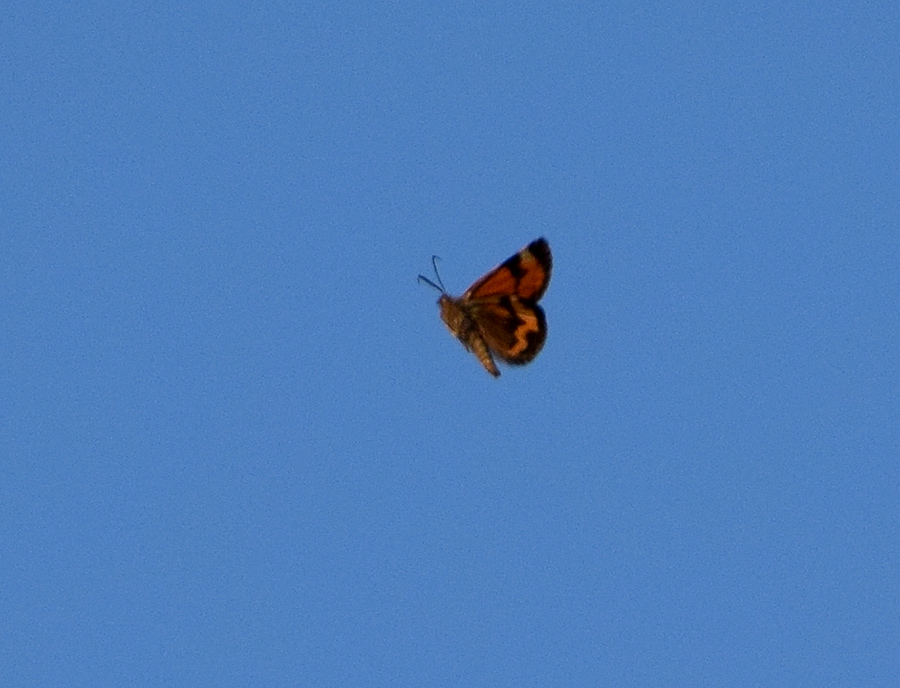 Sfarfallamenti di Boudinotiana notha - Geometridae